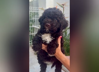 Lagotto Romagnolo Welpen reinrassige