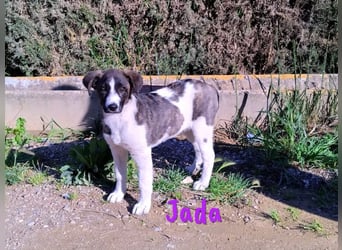 Jada geb. 01/2022 (ESP) - ausgeglichene und aufgeschlossene Schönheit!