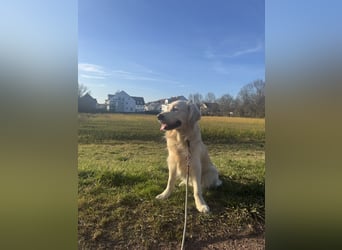 Golden Retriever Deckrüde mit Ahnentafel