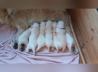 Golden Retriever Welpen/Creme x Dark Golden