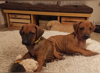 Rhodesian Ridgeback Welpen mit Papiere