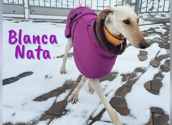 Blanca Nata 10/2023 (in Deutschland) - aufgeschlossene und unkomplizierte Traumgalga!