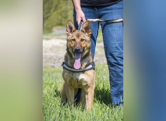 Bella2 SI – Aktive Hündin sucht passendes Zuhause