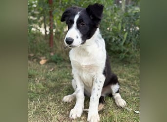 MOSS - Lebensfroher Border Collie Mix sucht aktive Familie