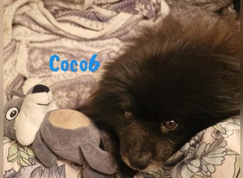 Coco6 09/2019 (in Deutschland) - Pomeranian Zwergspitz Mix sucht verantwortungsvolle Menschen!