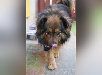 Buddy-SR, möchte dein Freund werden