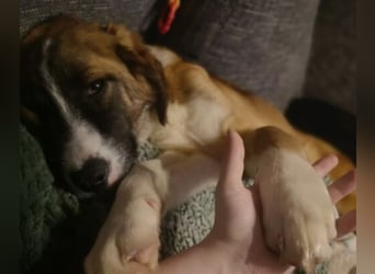 KAIO - Junghund sucht seine Herzensmenschen