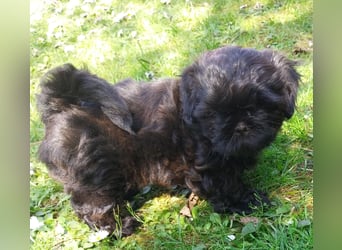 Reinrassige Shih Tzu  Welpen suchen ab 07.05. ein neues zu Hause
