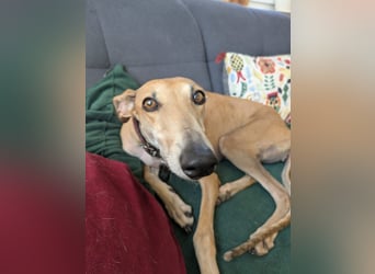 ANNI ❤️ lustige Galga, Pflgefamilie Bischberg