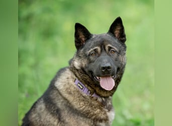 Aquila, der perfekte Hund mit besonderen Bedürfnissen sucht eine Familie