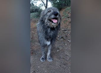 Balou wartet auf sein Für-Immer-Zuhause