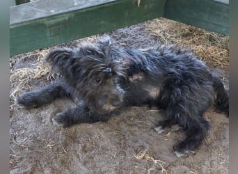 Lulu ❤️ wartet in 27751 Delmenhorst