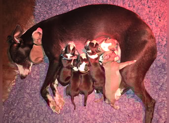 Whippet Welpen suchen liebevolle Familien