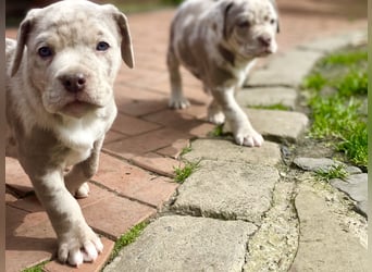Exquisit Bulladors (Labrador, English Bulldogge)mit vollen Papieren, Ahnentafeln, Gesundheitszeugnis