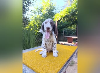 English setter Welpen (3 Rüden, 2 Hündinnen)