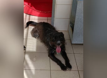 TOMILHO wünscht sich sein Traumkörbchen