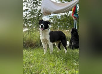 Deza, geboren 01.10.2024, 50cm sucht sein Zuhause