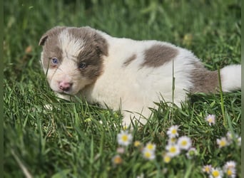 Border Collie Welpen -  Rüden und Hündin
