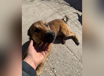 CHIARA❤️charmant, sozial, offenherzig und sucht dringend ihr Für-Immer-Nest