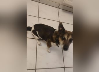 Milo - aktiver Senior sucht Zuhause