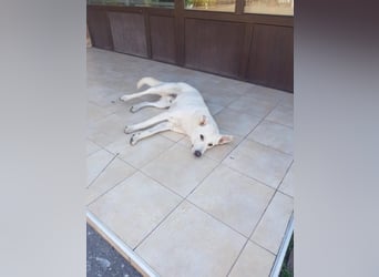White Bear sucht ein Zuhause