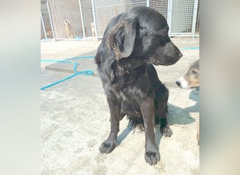 (R) superlieber Familienhund MARVIN - 3 Jahre, 50cm - Flat Coated Retriever