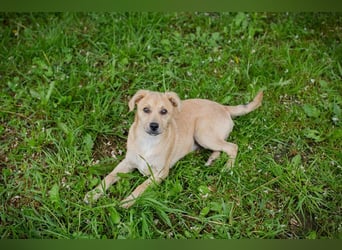 Welpe LINUS - der kleine Racker sucht ein liebevolles Für-Immer Zuhause