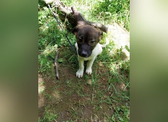 Hundekind „GERTI“, ausreisebereit Ende Juni 2025, sucht Familie