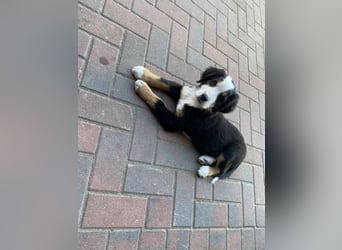 Sehr Liebe Hunde Appenzeller Sennen