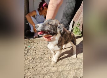 Sarabi, sucht ihre Familie