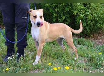 Goma, Labrador-Mix, lieb und sozial