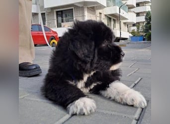 Moxi