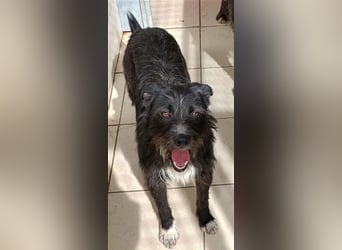TOMILHO wünscht sich sein Traumkörbchen