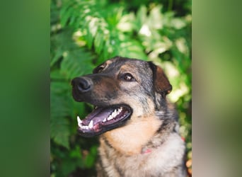 Freundlicher Tobi mit besonderen Ohren sucht sein Glück