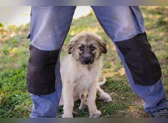 Chip 231427: Hundekind sucht ein Zuhause
