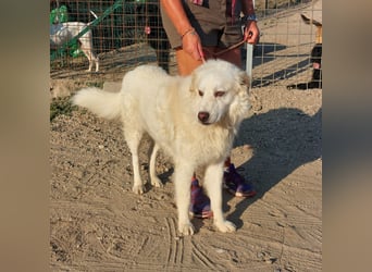 Pastorello: Traumhund sucht...
