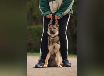Menschenbezogene Santa sucht ihre Familie