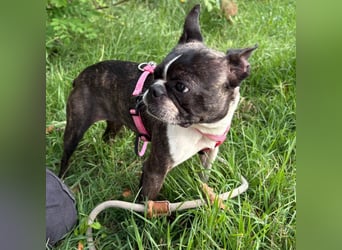 Venus - Klein, klug, kuschelig: Boston Terrier Lady auf der Suche nach Liebe ❤️