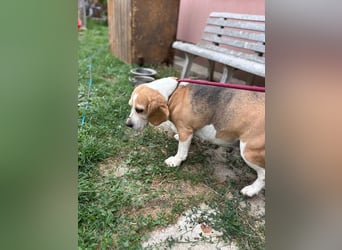 Maya, freundliche Beagle Hündin geb. 2019