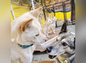freundliche weiße kleinere Hundedame geb.22, 15,3 kg möchte Deine Begleiterin werden