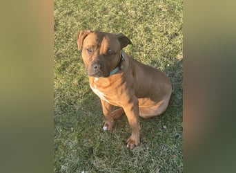 Xl Bully Rüde