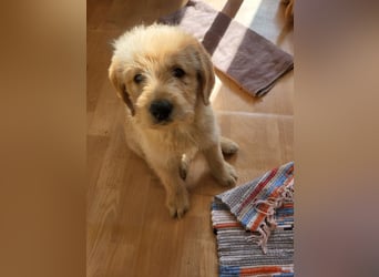 Bildschöne, kuschelige und sehr verschmuste Labradoodle Welpen F1, Sofort Abgabebereit