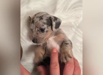 Zuckersüße Jack Russel- Dackel Welpen in liebevolle Hände abzugeben !