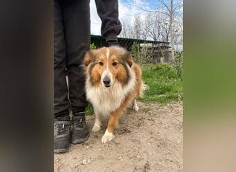 Lucy sucht ihr Familien-Glück!