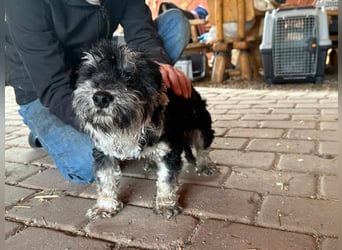 Blacky, geboren 25.05.2024, 24cm sucht sein Glück