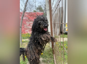 Buksi LM – Sanfte Hundedame sucht warmes Plätzchen für immer