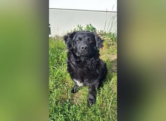 Liebevoller Mischlingsrüde Loki sucht sein Traum zuhause