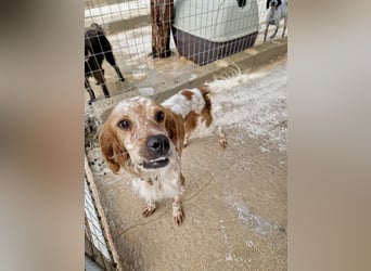 Pointer Mix MAILO (2,5 Jahre) sucht eine eigene Familie