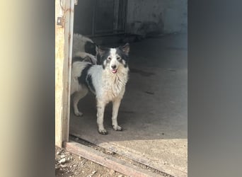Ajuna, Husky-Collie Mix, verjagt und sich selbst überlassen