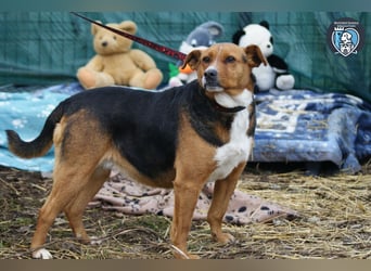 Calypso sucht ein Zuhause
